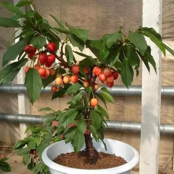 Cherry Bliss – Premium Garden Seeds