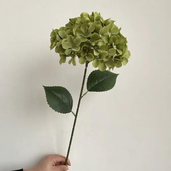 Elegant Hydrangea Blossoms