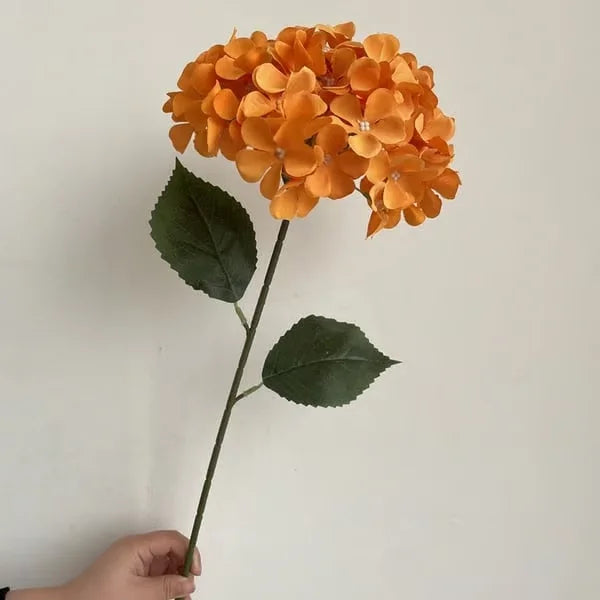 Elegant Hydrangea Blossoms