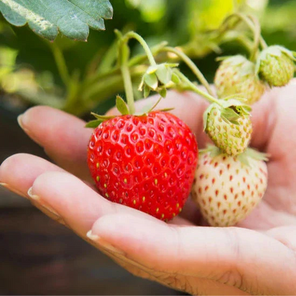 Sweet Strawberry Seeds