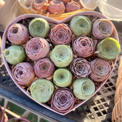 Easy-Grow Rose Seeds