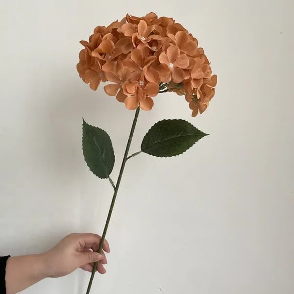 Elegant Hydrangea Blossoms