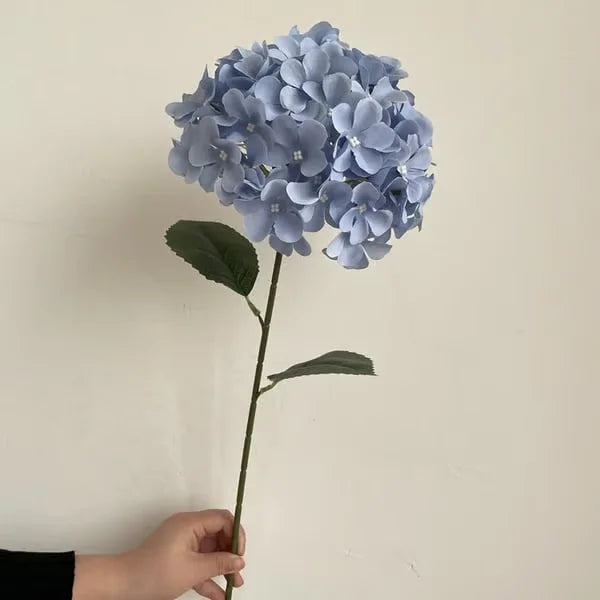 Elegant Hydrangea Blossoms