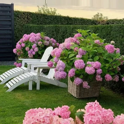 Elegant Hydrangea Blossoms