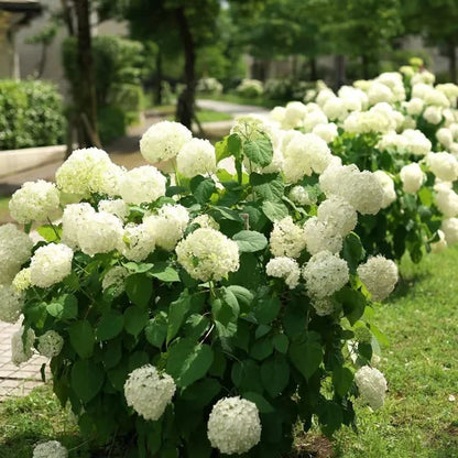 Elegant Hydrangea Blossoms
